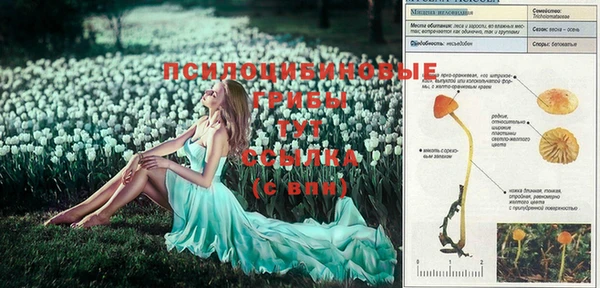 сатива Алзамай